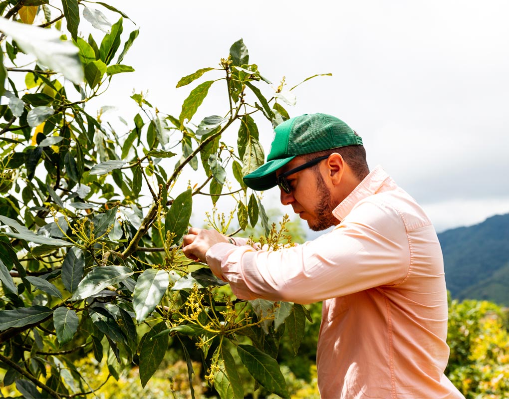 Avocado Farm Tours